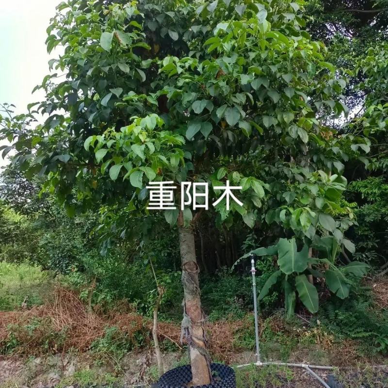 重阳木树江西重阳木苗圃直发可视频看货提供技术