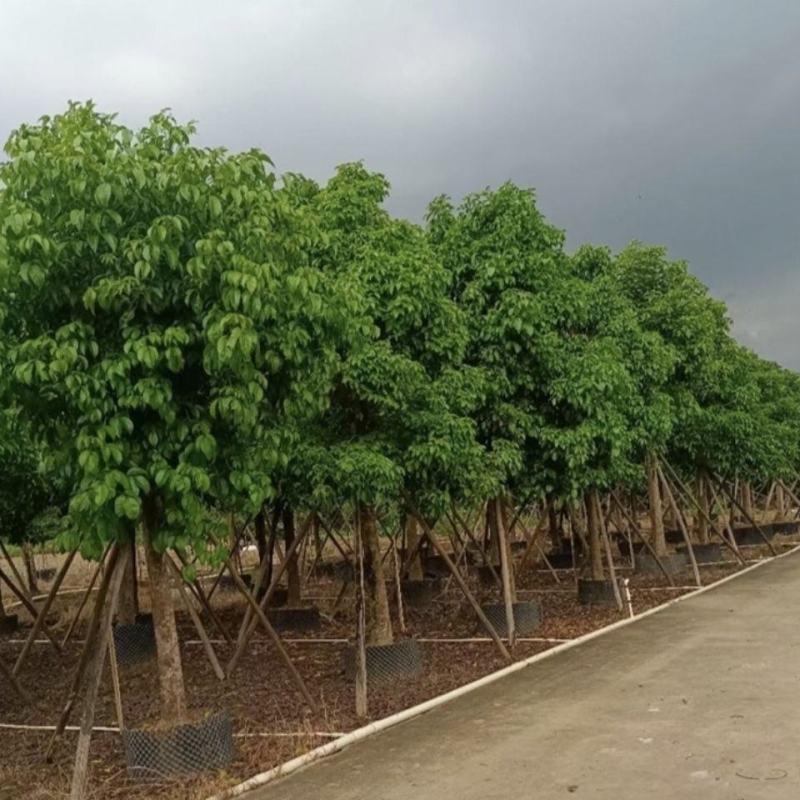 重阳木树江西重阳木苗圃直发可视频看货提供技术