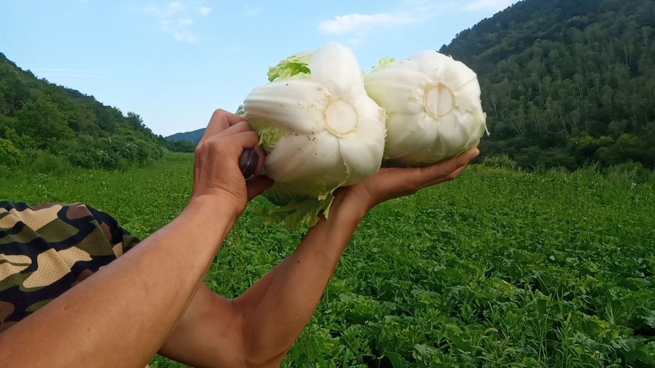 展示秋季白菜心田间长势良好,农民正在进行灌溉施肥作业 秋季白菜心田间管理图示