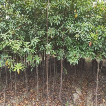 木荷树苗江西木荷苗大量供应基地直发欢迎来电咨询
