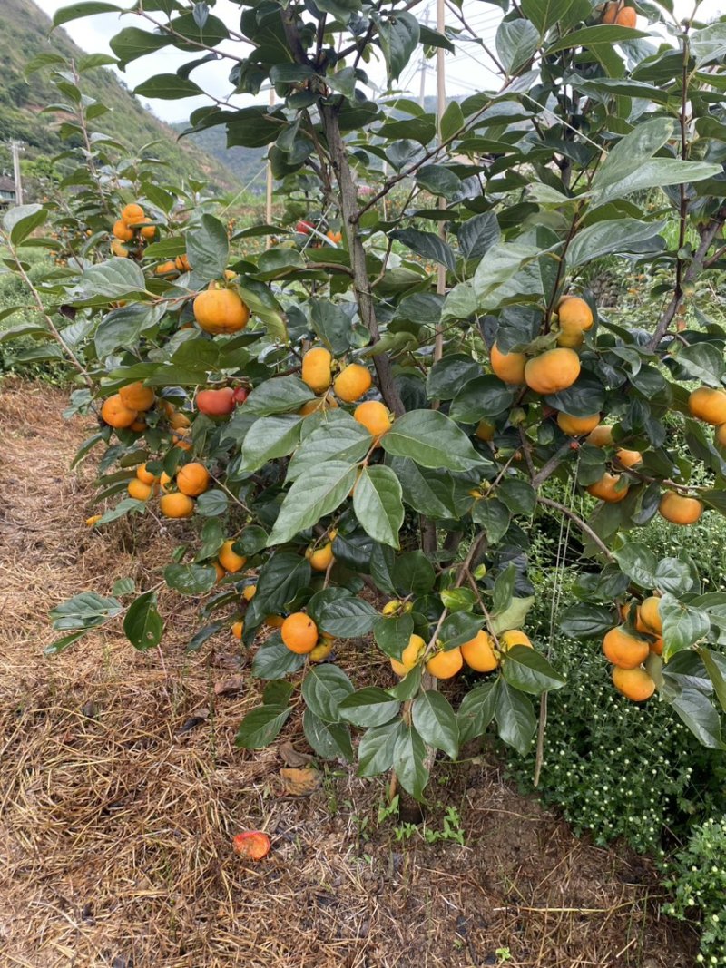 精品云南保山柿子（巧克力脆柿）原厂地一手代办