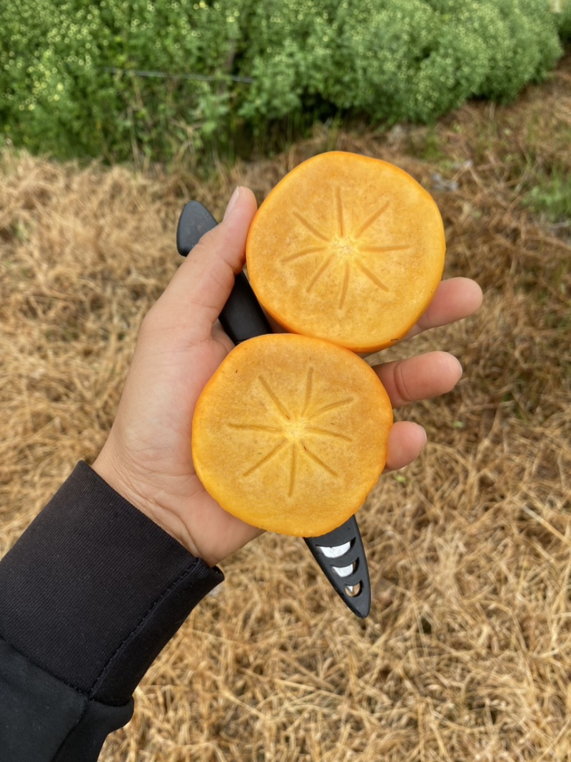 精品云南保山柿子（巧克力脆柿）原厂地一手代办