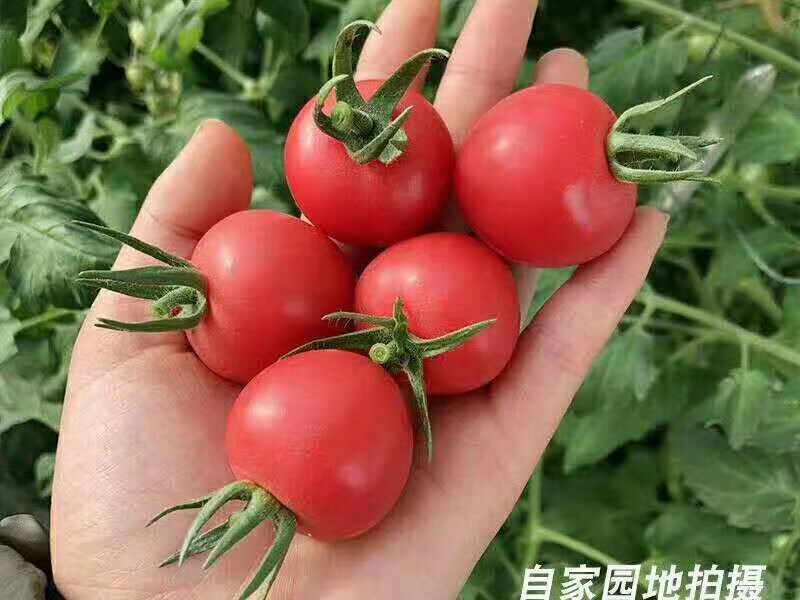 澄城县万亩圣女果大量上市欢迎你的合作