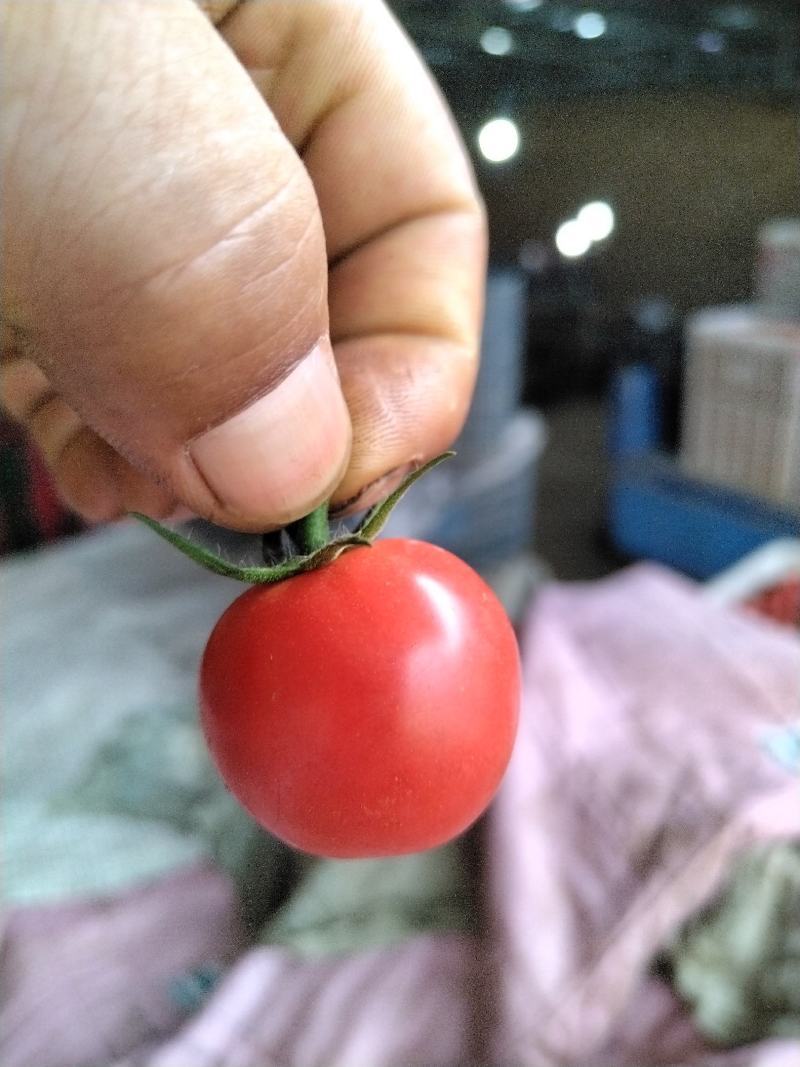 澄城县万亩圣女果大量上市欢迎你的合作