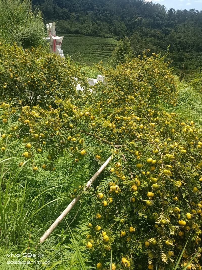 刺梨