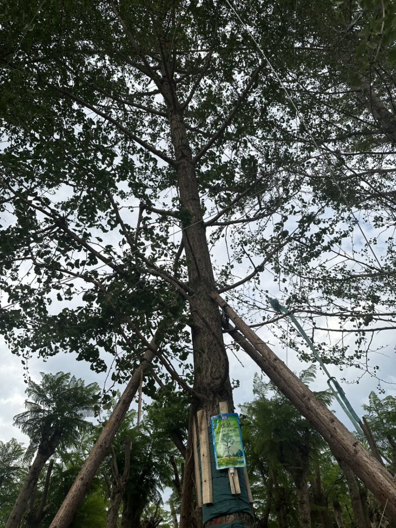 银杏树8-35分容器袋苗熟规格齐全需要的联系