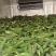个大皮绿万糯2000玉米，无虫
