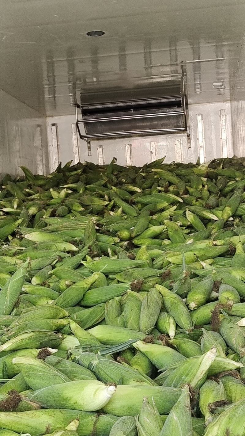 个大皮绿万糯2000玉米，无虫