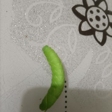 豆虫