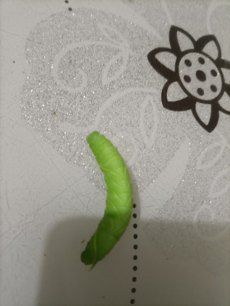 豆虫