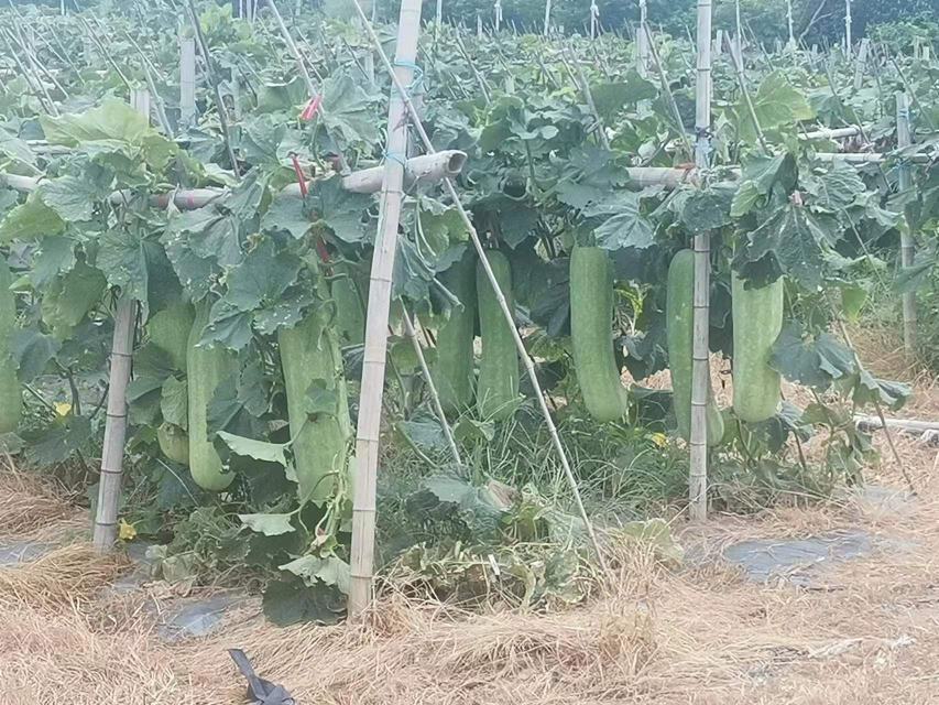 湖北省宜城市鄢陵镇连片种植的宜城冬瓜田,绿叶藤蔓覆盖大地,白色长椭圆形冬瓜整齐排列于垄上,远处可见灌溉水渠和农户劳作身影,展现规模化生态种植场景 宜城冬瓜种植基地航拍图