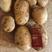 沃土五土豆产区直供货源充足量大从优视频看货全国发货欢迎