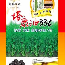 油菜种子塔康油336长荚大粒高出油率分枝多抗倒伏