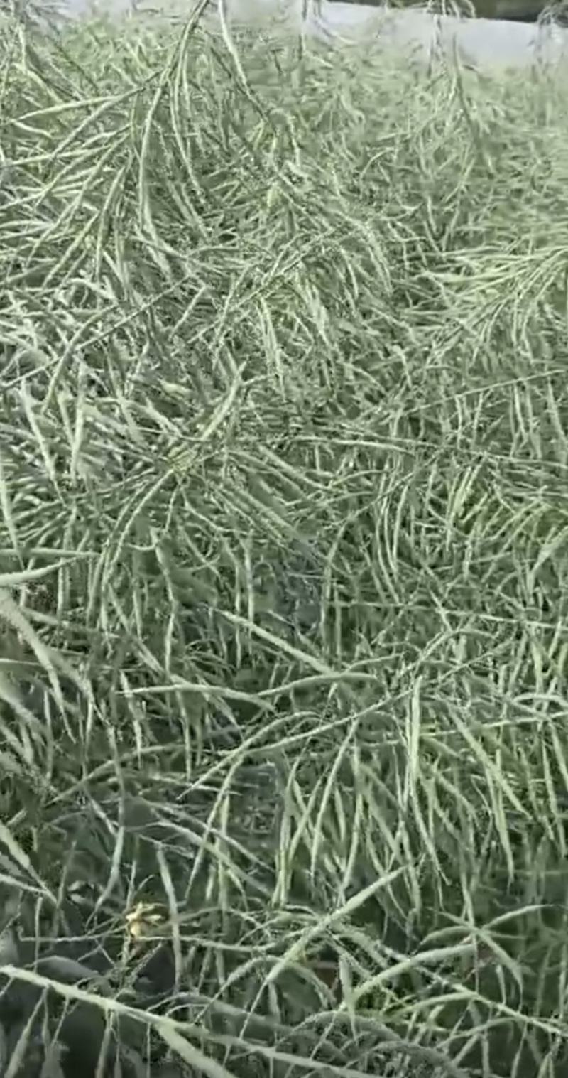 油菜种子塔康油336长荚大粒高出油率分枝多抗倒伏