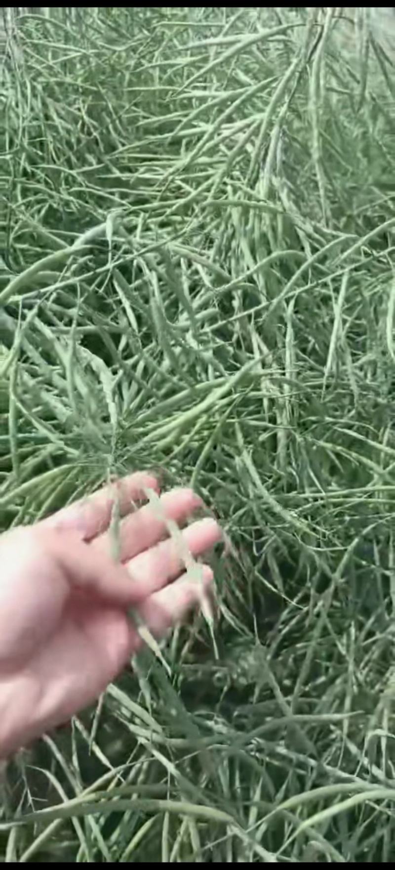 油菜种子塔康油336长荚大粒高出油率分枝多抗倒伏