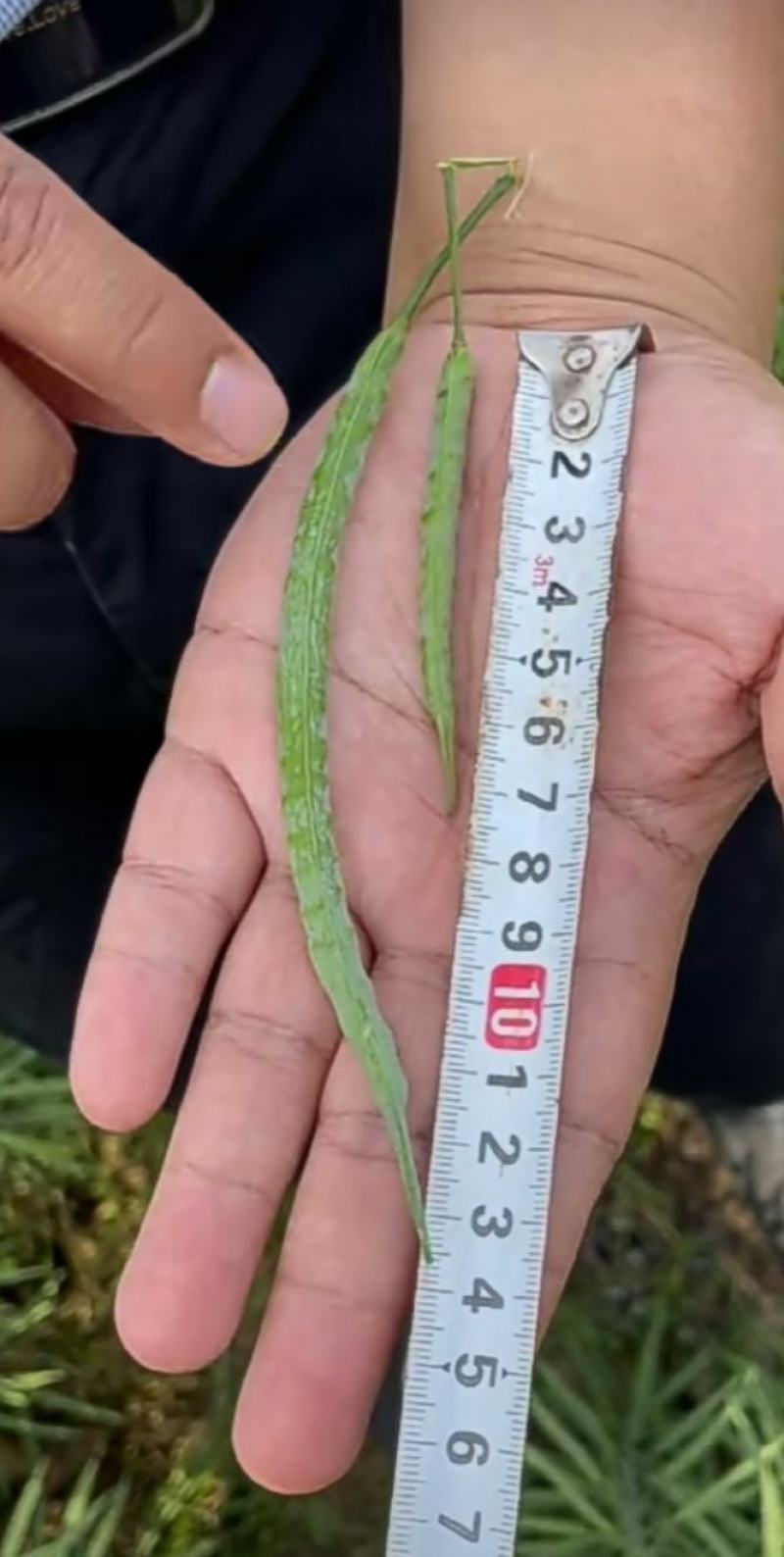 油菜种子塔康油336长荚大粒高出油率分枝多抗倒伏