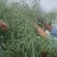 油菜种子塔康油336长荚大粒高出油率分枝多抗倒伏