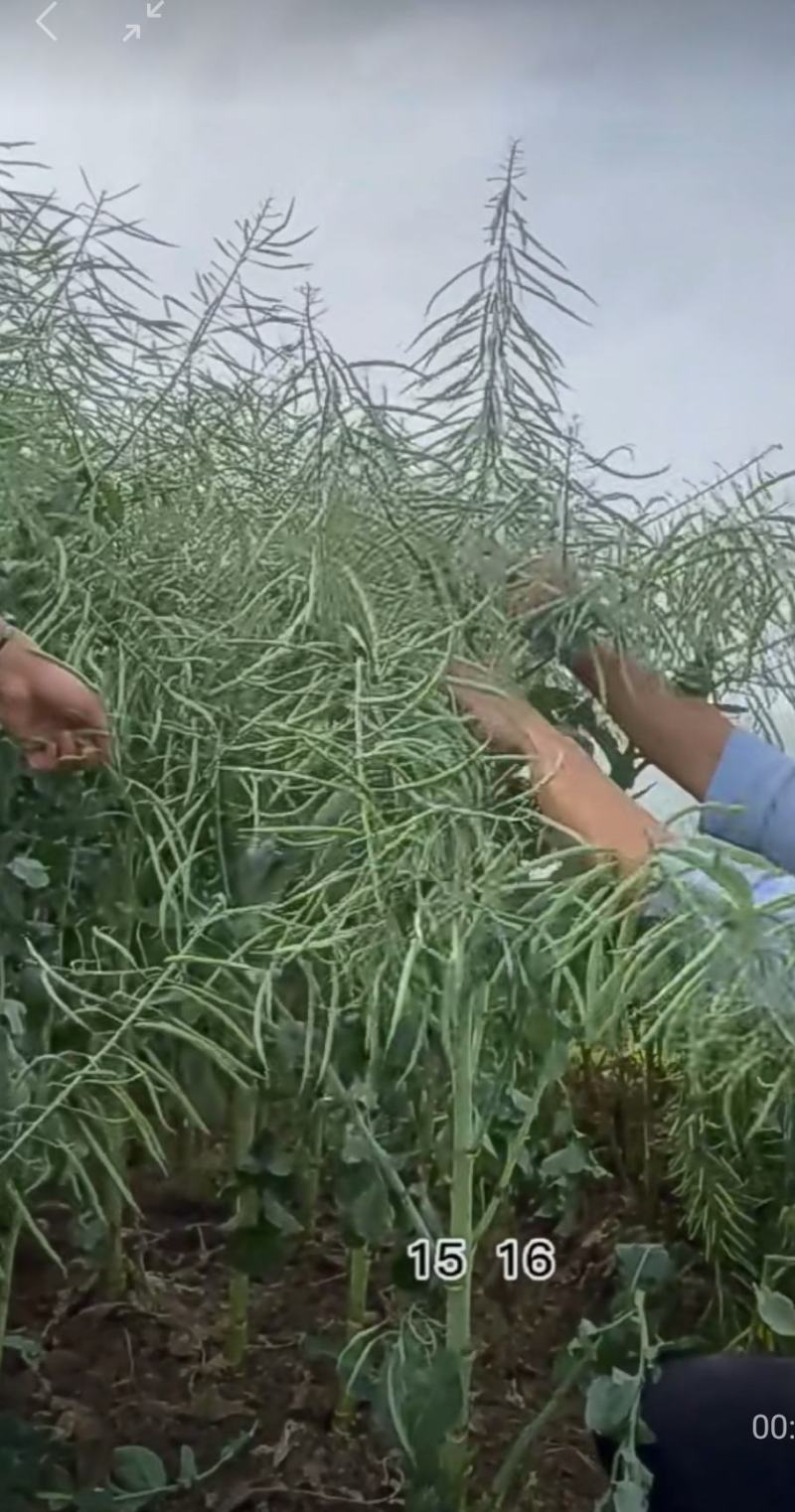 油菜种子塔康油336长荚大粒高出油率分枝多抗倒伏