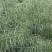 油菜种子塔康油336长荚大粒高出油率分枝多抗倒伏