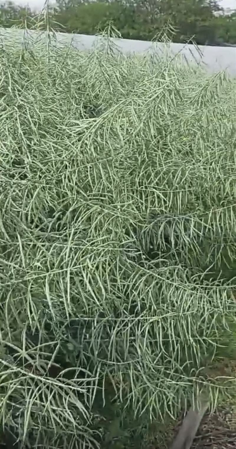 油菜种子塔康油336长荚大粒高出油率分枝多抗倒伏