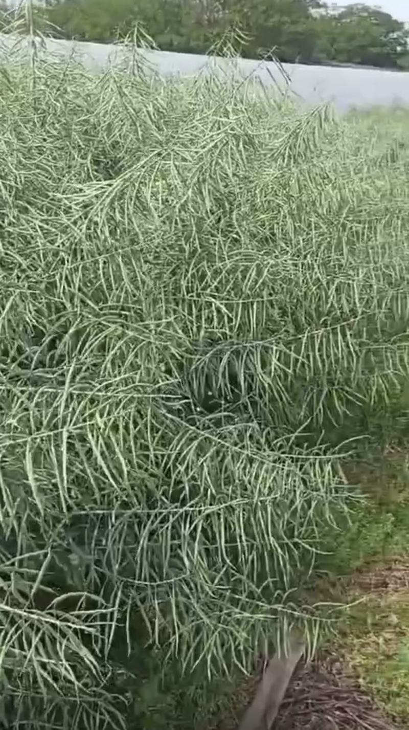 油菜种子塔康油336长荚大粒高出油率分枝多抗倒伏