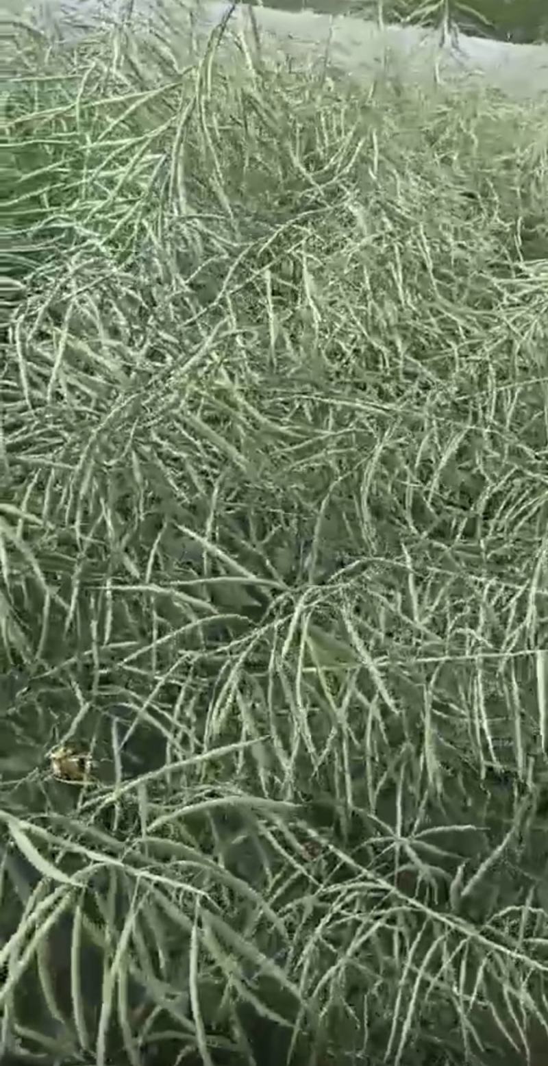 油菜种子塔康油336长荚大粒高出油率分枝多抗倒伏