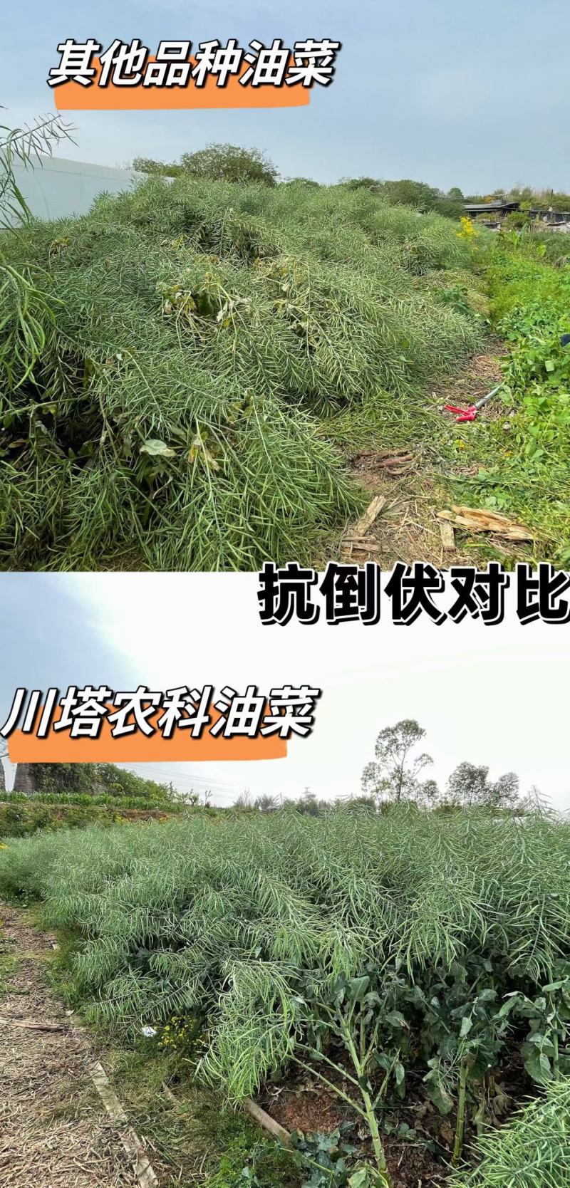 油菜种子塔康油336长荚大粒高出油率分枝多抗倒伏