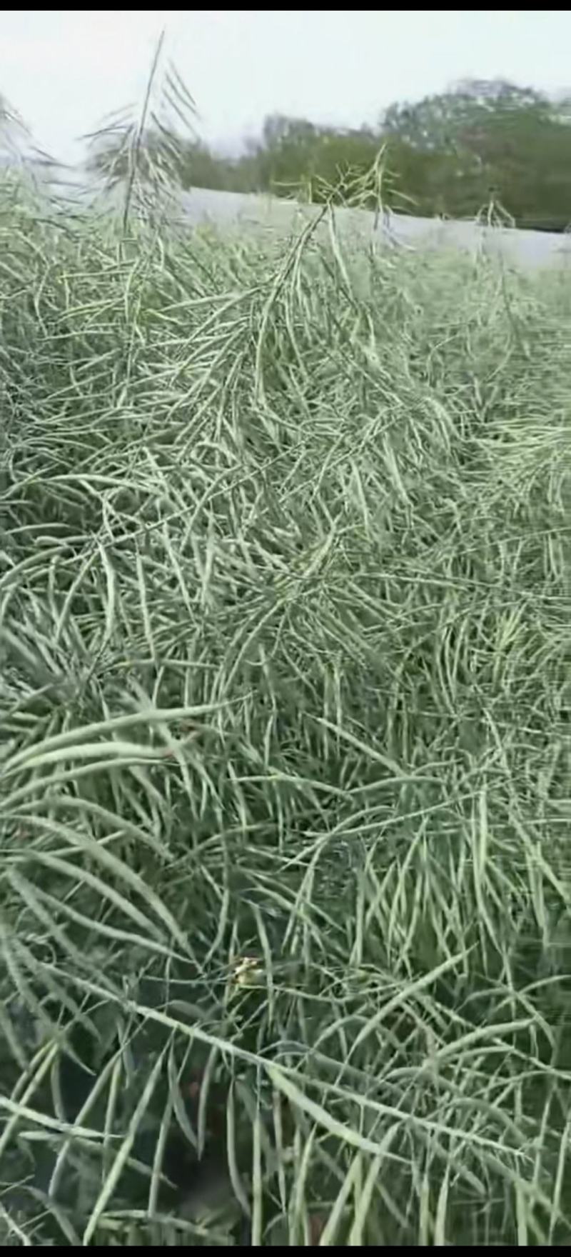 油菜种子塔康油336长荚大粒高出油率分枝多抗倒伏