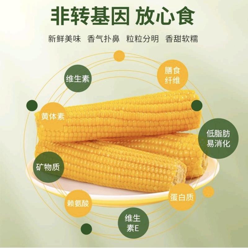内蒙古甜糯玉米，即食玉米真空锁鲜，对接市场商超厂家货源