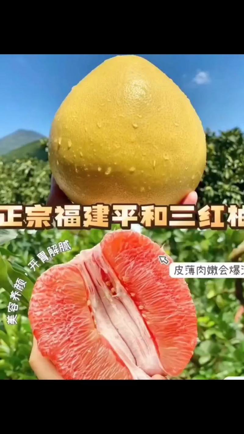 平和琯溪三红柚，白柚，红柚，产地直发代办，工厂代加工