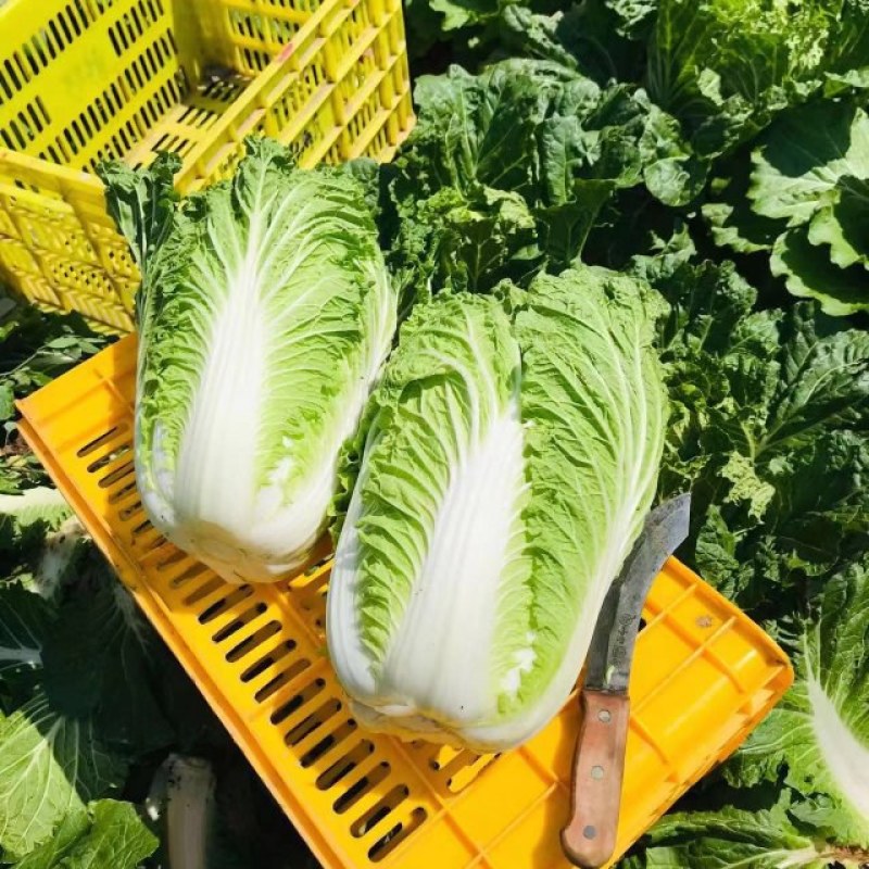 [热卖]陕西西安白菜北京3号白菜产地直发全国发货