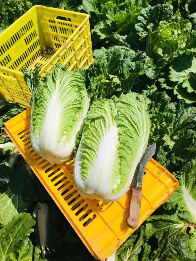 [热卖]陕西西安白菜北京3号白菜产地直发全国发货