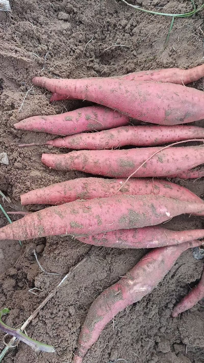 龙九红薯西瓜红开封沙地红薯红皮黄心电商商超