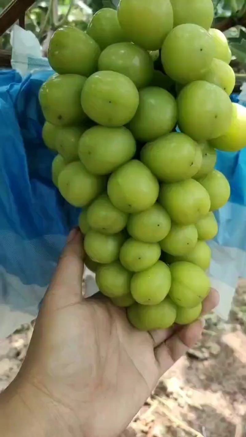 夏邑晴王葡萄阳光玫瑰葡萄成熟欢迎各地老板前来采购
