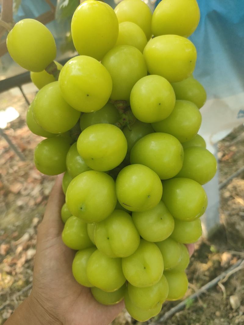 夏邑晴王葡萄阳光玫瑰葡萄成熟欢迎各地老板前来采购