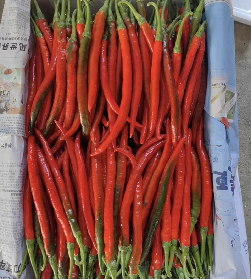 【精选】山西红辣椒大量上市产地直发保质保量