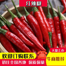 【精选】山西红辣椒大量上市产地直发保质保量