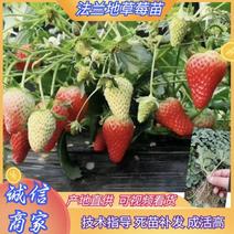 法兰地草莓苗，优质脱毒苗产地直供，量大价优。欢迎进店