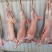 羊肉羊碎肉羊净肉