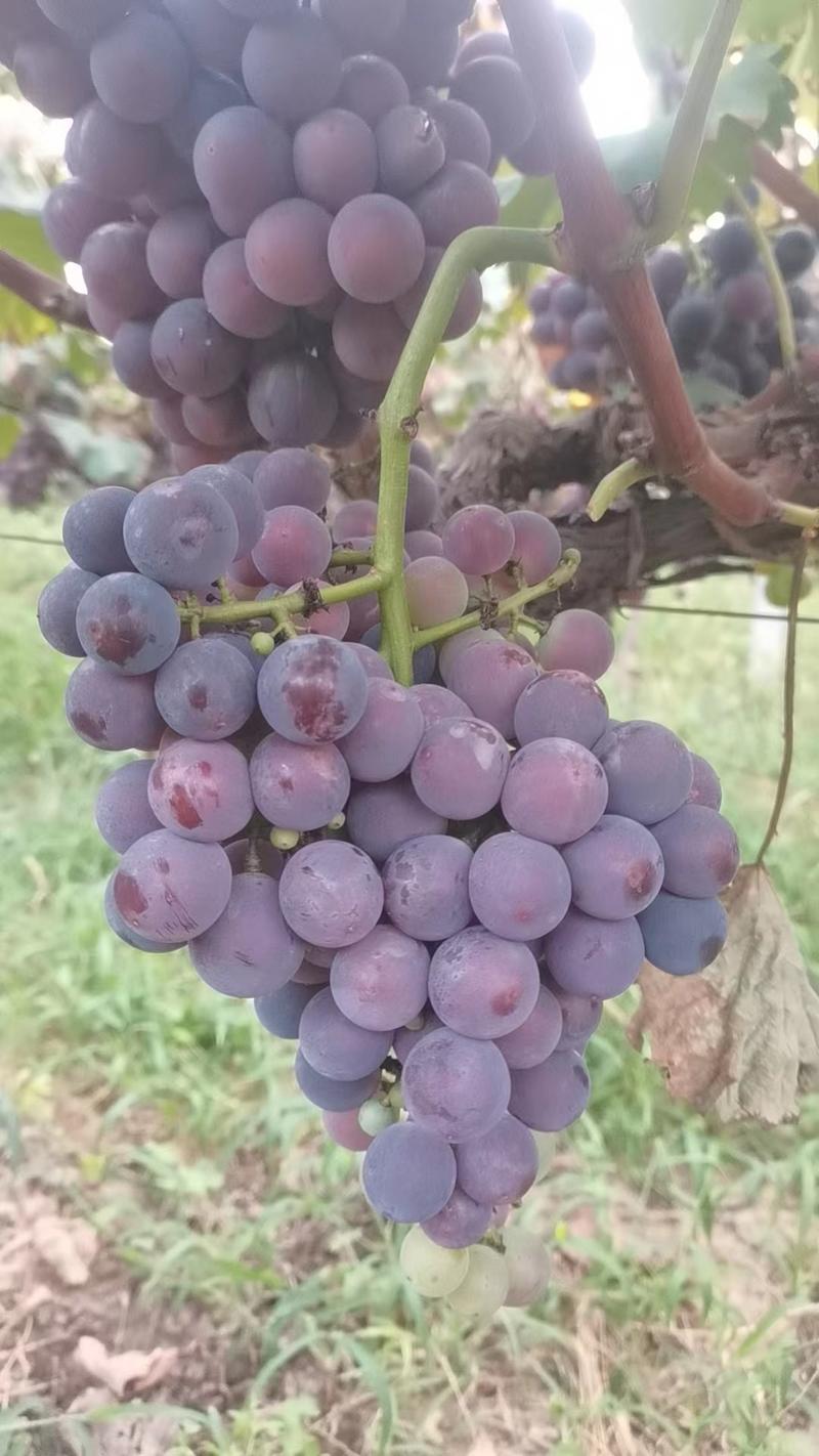 乾陵葡萄。甜度适中。