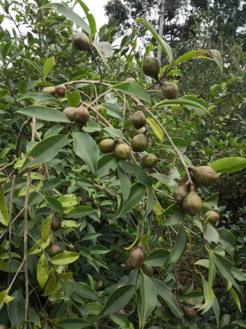 广西融安正宗农家纯茶油