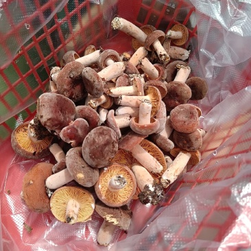 菌，奶桨菌