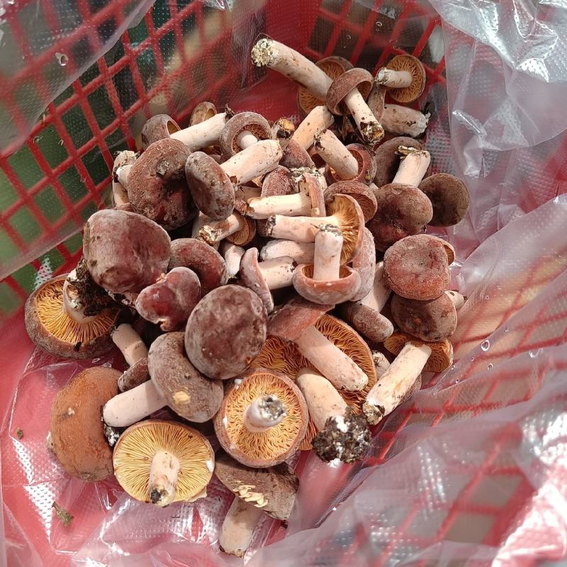 菌，奶桨菌