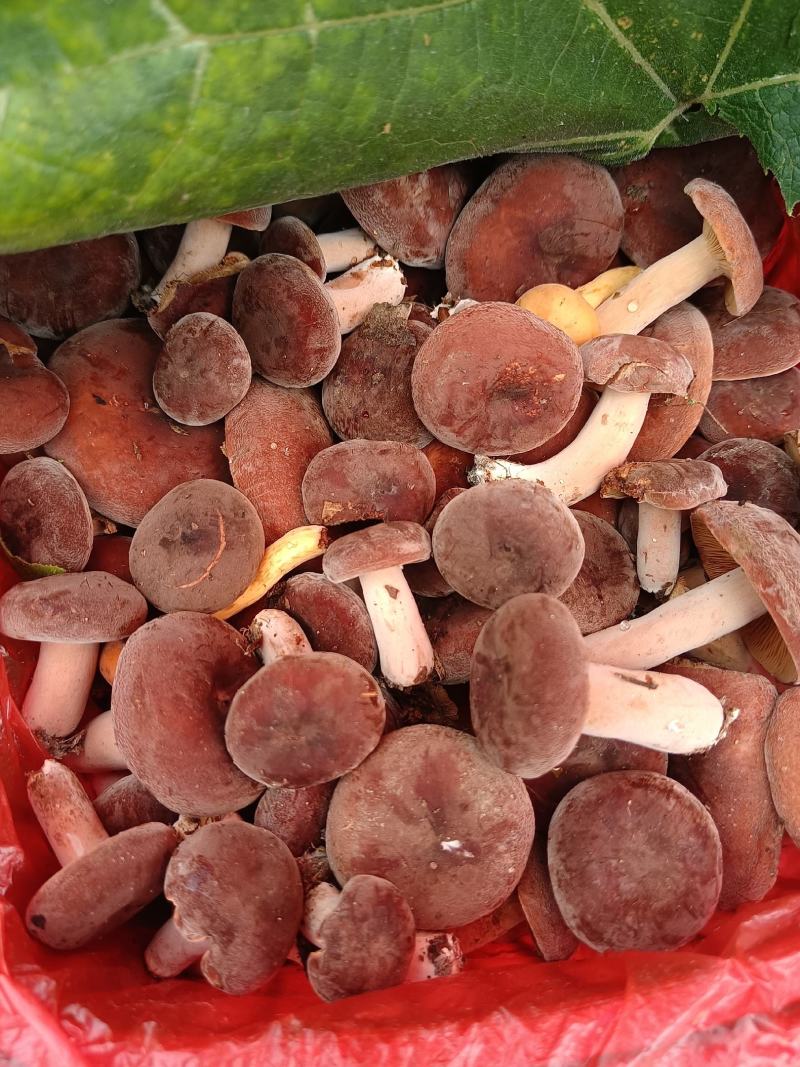 菌，奶桨菌