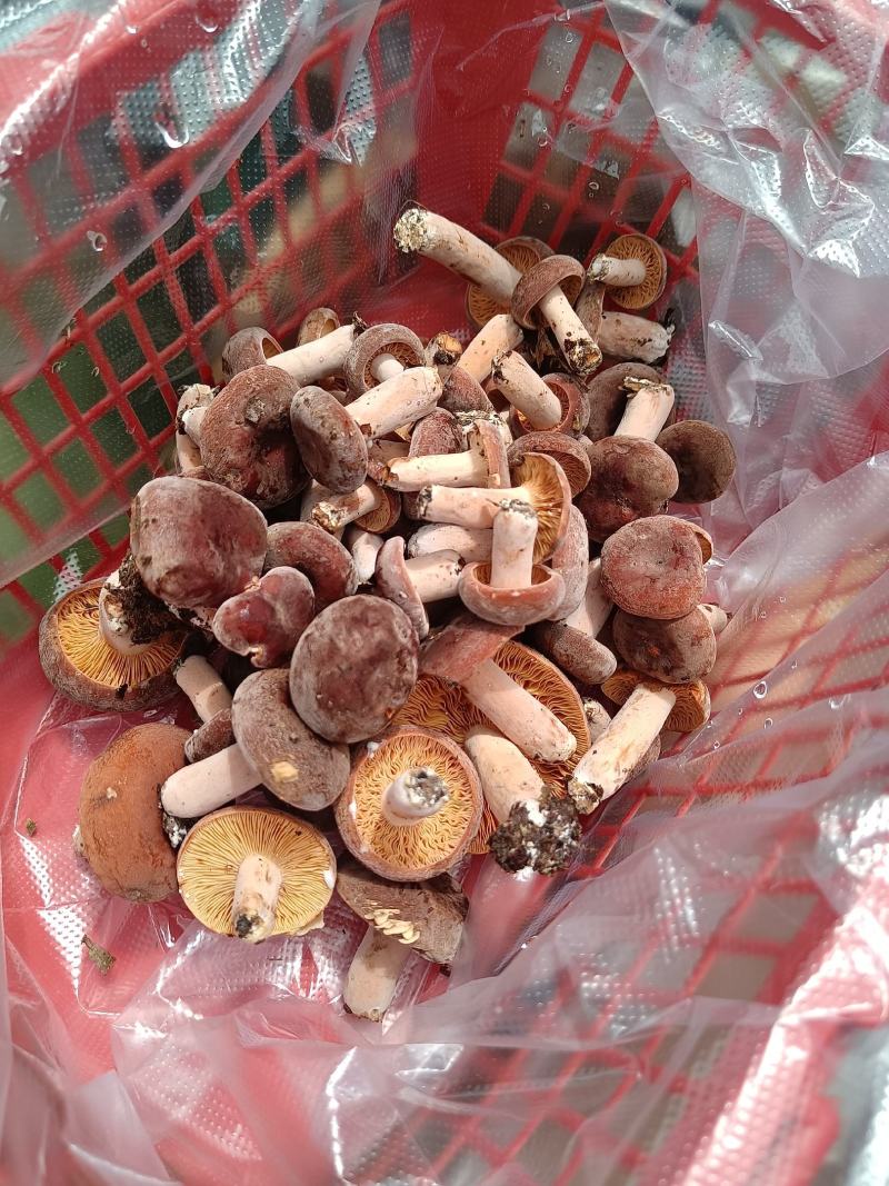 菌，奶桨菌