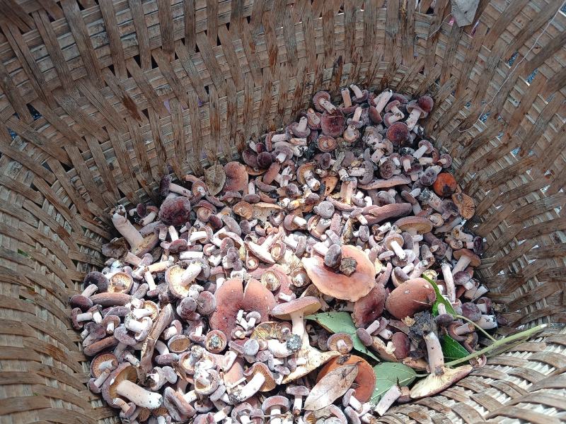 菌，奶桨菌