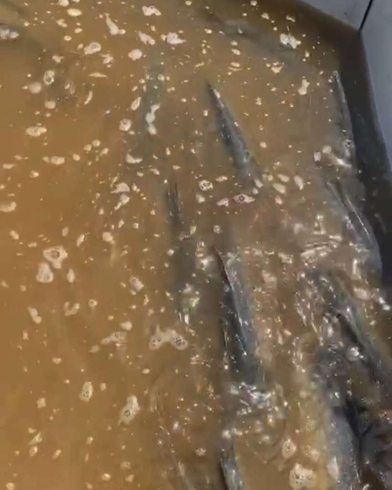 广东河源青鱼20斤左右