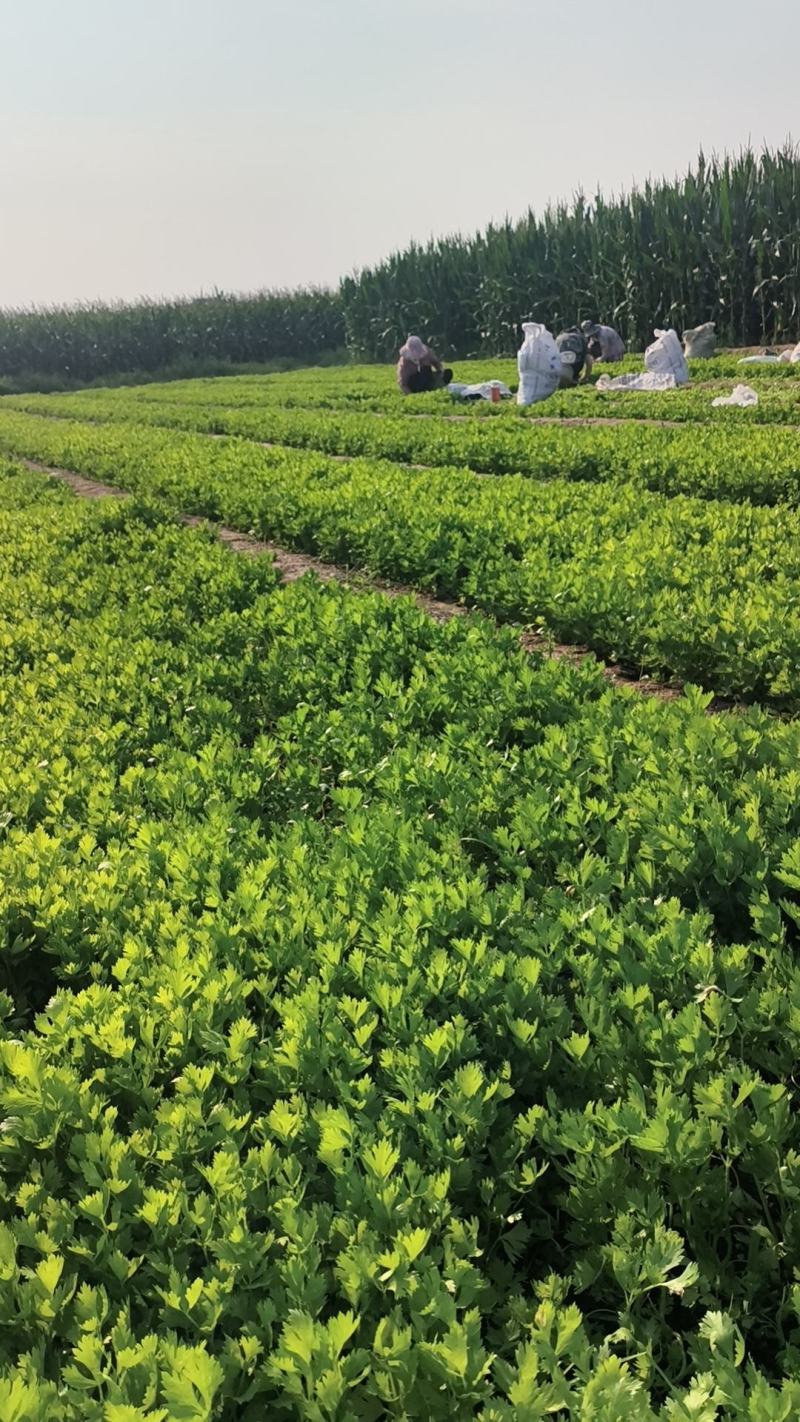 [精品]山东济南法国皇后芹菜苗一级苗芹菜种苗