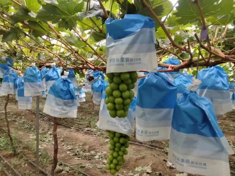 阳光玖瑰大量上市，舌尖上的神果