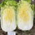 冬宝寒绿103越冬黄心矮颗大白菜耐寒黄心矮颗
